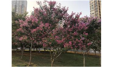 夏秋季節(jié)，錫城首次驚現(xiàn)紫薇花開美景